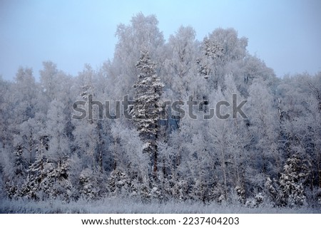 A winter view on trees in a forest completely white of froze and snow, selective focus . High quality photo