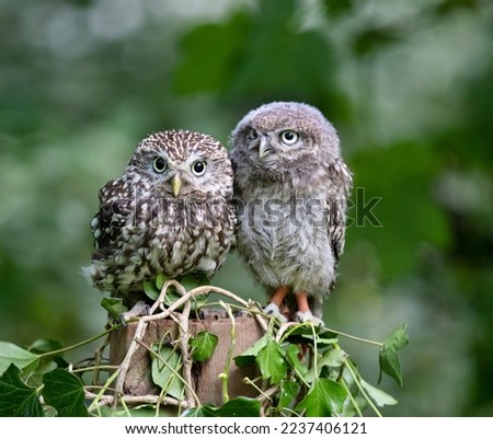 A picture of two baby owls