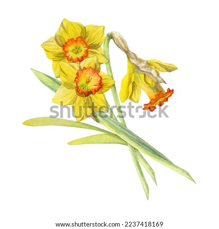 Watercolor hand drawn composition with spring flowers, daffodils, leaves and stems, bow, gift tag. Isolated on white background. For invitations, wedding, greeting cards, wallpaper, print, textile