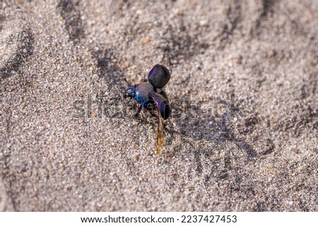 Black dung beetle on sandy ground. Anoplotrupes stercorosus.	 Royalty-Free Stock Photo #2237427453