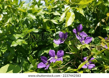 Italian leather flower or Clematis viticella