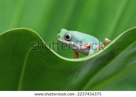 Phyllomedusa hypochondrialis climbing on green leaves, Northern orange-legged leaf frog or tiger-legged monkey frog closeup  