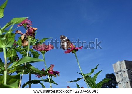 photo of a butterfly perched on a zinnia flower in the morning before the hot afternoon