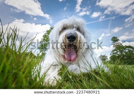 Old English Sheepdog laying in the grass very close up with blue and cloud sky Royalty-Free Stock Photo #2237480921