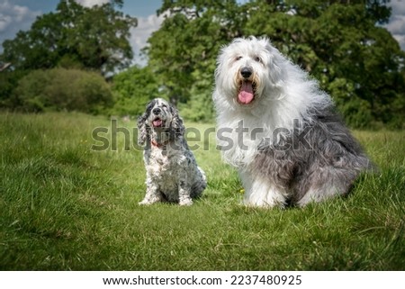 Old English Sheepdog and English Show Cocker Spaniel sitting in a field looking directly at the camera Royalty-Free Stock Photo #2237480925