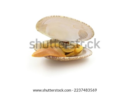 Closed up fresh baby clams, venus shell, shellfish, carpet clams, short necked clams, as raw food from the sea are the seafood ingredients. fresh clams Background.