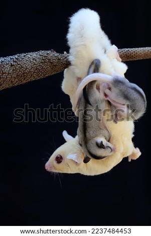 A mother sugar glider is looking for food while holding her two babies. 