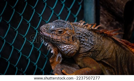 Green iguana that appears to be in a well maintained enclosure