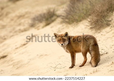 Red Fox Standing on the Sand in A National Park