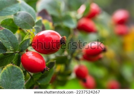 Red rose hips of dog rose. Rosa canina, commonly known as the dog rose. Royalty-Free Stock Photo #2237524267
