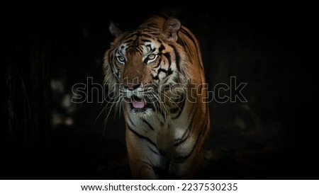 Tiger walking foraging in the forest, the nature of mammals. Royalty-Free Stock Photo #2237530235