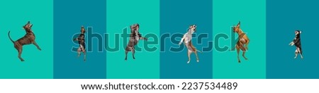 Big and small dogs jumping, playing, flying. Cute doggies or pets are looking happy isolated on colorful background. Creative collage of different breeds of dogs. Flyer for your ad. Royalty-Free Stock Photo #2237534489