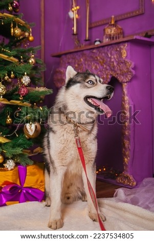 Husky breed dog sits on a purple Christmas background. Christmas tree. cute dog