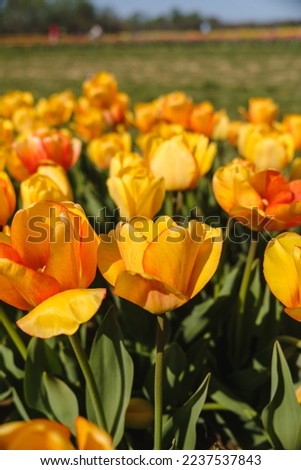 Beautiful colorful tulips in the summer