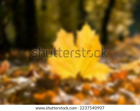 a view of yellow leaves blurred