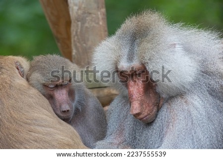 Three baboons (papio) sitting together sleeping