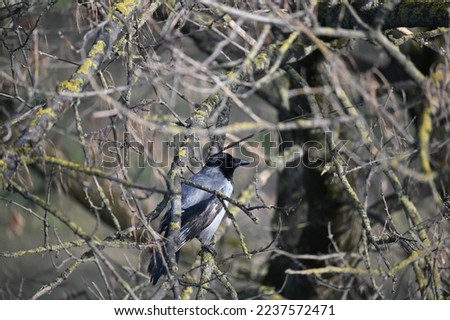 a raven perched calmly among the dense branches of bare trees