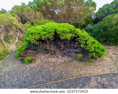 Photograph of a large bright green bush alongside a dirt walking track on King Island in Tasmania in Australia