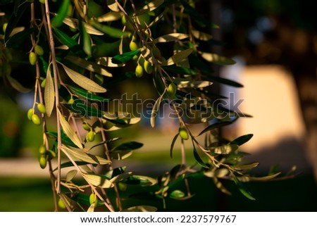 Close-up Branch with Green Olives in Corfu island, Greece. Small Depth of Field. High quality photo