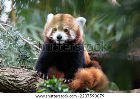 Fluffy Red Panda is relaxing on the Tree
