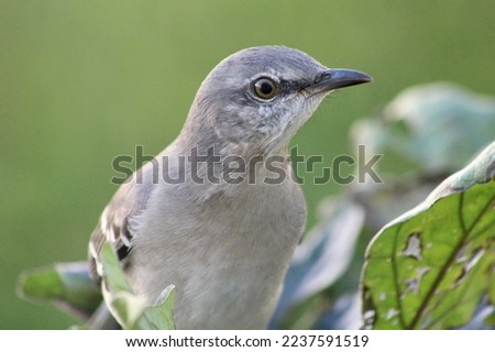 A northern mockingbird perched on the branch of an eggplant plant.