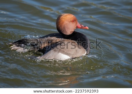 A close up of a red crested pochard as it cleans its feathers. The water drops are running off its back