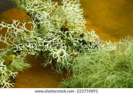 cyan lichen on a tree branch
