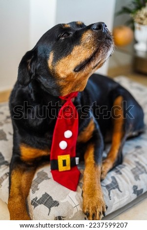 Rottweiler dog celebrating Christmas with a red tie
