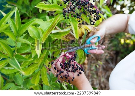 white british woman foraging for wild foods, elderflower berries to make a wild recipe with. cutting the berries off the Elderberry, bontanical name Sambucus growing in an allotment. Royalty-Free Stock Photo #2237599849