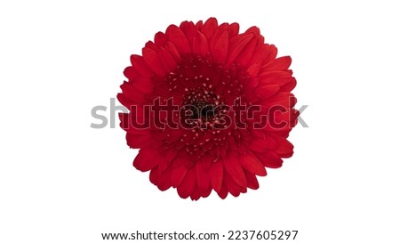Gerbera, just one flower isolated from the background with clipping path.
