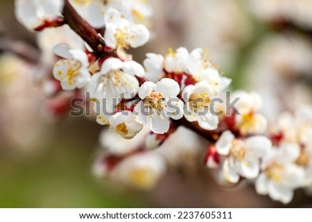 Cherry plum blossoms. Cherry plum branch with white flowers Royalty-Free Stock Photo #2237605311