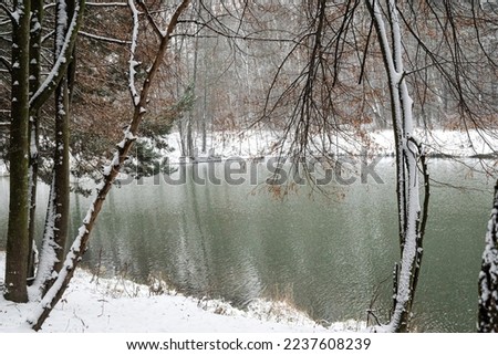 forest with forest river in winter