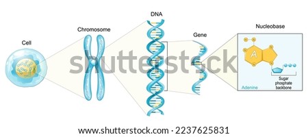 Structure of Cell. From Nucleobase like adenine to Gene, DNA and Chromosome. genome sequence. Molecular biology. Vector poster Royalty-Free Stock Photo #2237625831