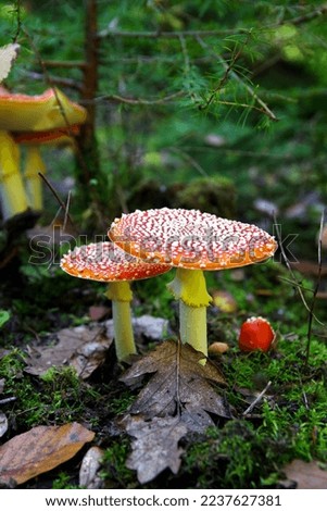 close up photography of toadstool, red mushroom, high quality