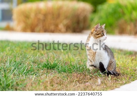 Gray tabby cat sitting on the grass in the park looks around and is content