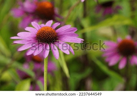 Purple coneflower or Echinacea purpurea Royalty-Free Stock Photo #2237644549