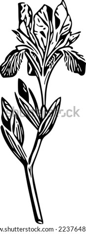 Iris Vector illustration, Clip Art, Black and White