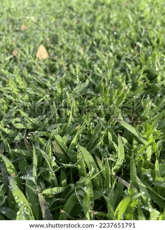 green grass with water droplets after rain