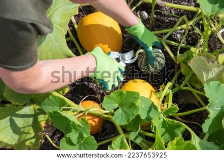gardener cuts ripe pumpkins from the leaves with scissors in her garden Royalty-Free Stock Photo #2237653925