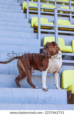 American Staffordshire Terrier of brindle color with white spots stands on the steps of the stands. Amstaff stands half a turn, looks intently. Zoo photo portrait