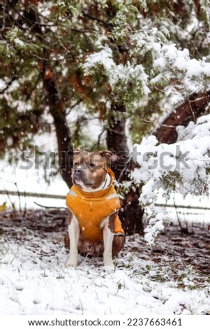 Brindle American Staffordshire Terrier sits in a yellow vest. A dog on the background of a snow-covered arborvitae. Winter photo portrait