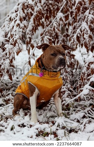 Brindle American Staffordshire Terrier in a yellow vest. Dog on the background of a snow-covered tree. Winter photo portrait