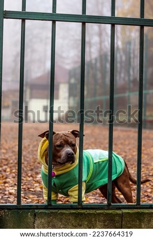 American Staffordshire Terrier in clothes stands behind a metal fence. Attentive dog in anticipation against a foggy landscape. Autumn photo portrait