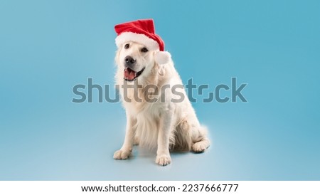 Merry Christmas and Happy New Year. Cute labrador dog sitting in Santa Claus hat over blue studio background, panorama. Golden retriever waiting for holiday