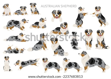 Australian shepherd clipart. Coat colors Aussie set.  All dog breeds characteristics infographic. Vector illustration Royalty-Free Stock Photo #2237683813