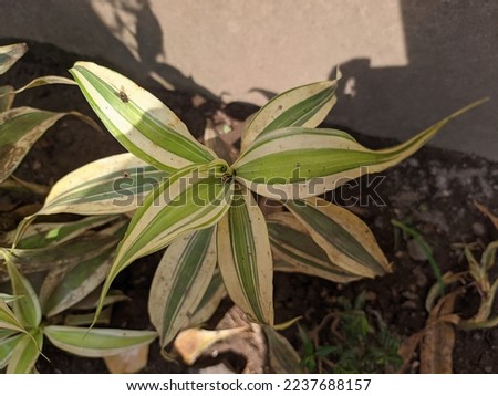 ornamental plant with colorful leaves