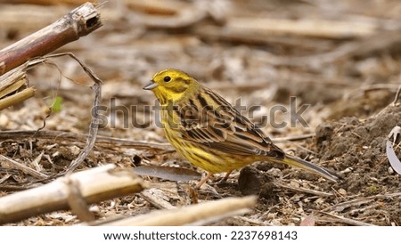 Male yellowhammer on a corn field in autumn