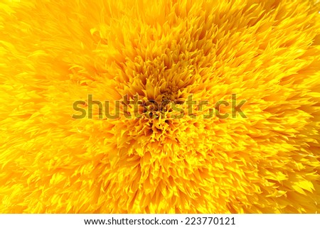 Close-up of an sunflower blossom