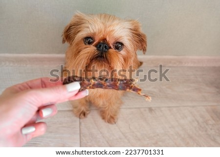 The Brussels Griffon dog gets a dry duck neck. Treats for dogs close-up. The owner presents an award for dog training. High quality photo