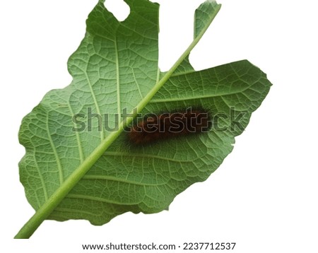 caterpillars on the leaves they have eaten. on a white background